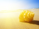 Caribbean Cruises
